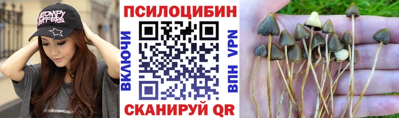 Псилоцибиновые грибы Psilocybine cubensis  Подпорожье 